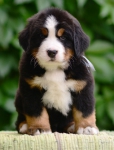 6 weeks 1