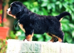 6 weeks 3