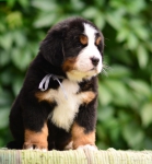 6 weeks 4