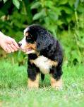 8 weeks 