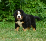 8 weeks 3