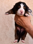 m gray 2 weeks