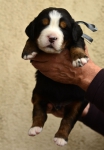 m gray 3 weeks