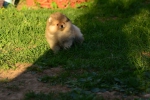 8 weeks 1
