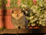 8 weeks 3