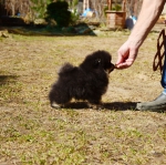 8 weeks