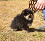 8 weeks 