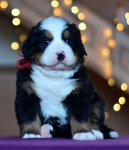 4 weeks