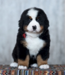 6 weeks