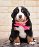 4 weeks 