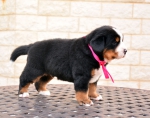 4 weeks 1
