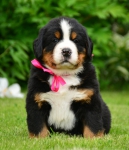 5 weeks