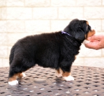 4 weeks 2