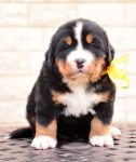 4 weeks