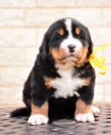 4 weeks 