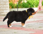5 weeks 4