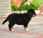 5 weeks 5