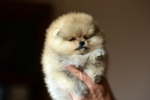 7 weeks