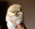 7 weeks 