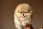 7 weeks 1