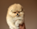 7 weeks 2