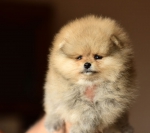 7 weeks 3