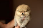 7 weeks 4