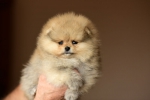 7 weeks 5