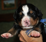 boy blue 10 days