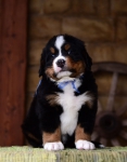 m blue 5 weeks1
