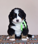 5 weeks