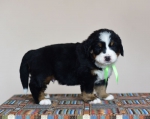 5 weeks 4