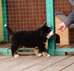 9 weeks 1
