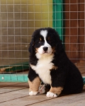 9 weeks 4