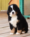 9 weeks 5