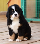 9 weeks 6