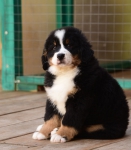 9 weeks 8
