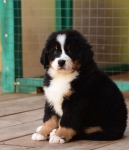 9 weeks 9