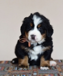 5 weeks