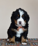 5 weeks 