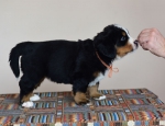 5 weeks 2