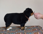 5 weeks 3