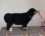 5 weeks 4