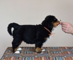5 weeks 6