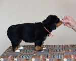 5 weeks 7