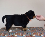 5 weeks 9