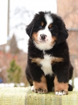 7 weeks