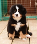 9 weeks 1