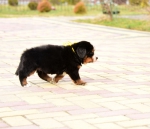 5 weeks 2