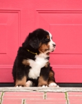 5 weeks 4